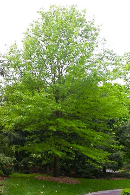 Willow Oak Tree (Quercus Phellos) - 1 Gallon Pot 4 Willow Oak Tree (Quercus Phellos) - 1 Gallon Pot - Image 4