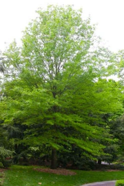 Willow Oak Tree (Quercus Phellos) - 3 Gallon Pot -Wilson Bros Gardens quercus phellos willow oak tree 2 2