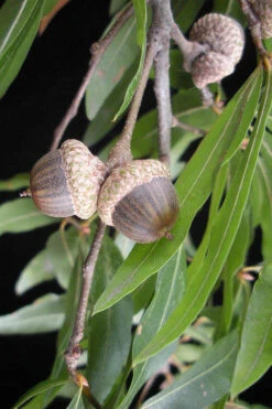 Willow Oak Tree (Quercus Phellos) - 1 Gallon Pot 13 Willow Oak Tree (Quercus Phellos) - 1 Gallon Pot -Wilson Bros Gardens quercus phellos willow oak tree acorn nut 1