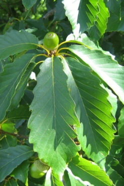 Chestnut Oak Tree (Quercus Prinus) - 1 Gallon Pot 12 Chestnut Oak Tree (Quercus Prinus) - 1 Gallon Pot -Wilson Bros Gardens quercus prinus northern chestnut oak leaves 2 1