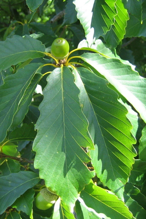 Chestnut Oak Tree (Quercus Prinus) - 3 Gallon Pot 5 Chestnut Oak Tree (Quercus Prinus) - 3 Gallon Pot - Image 5