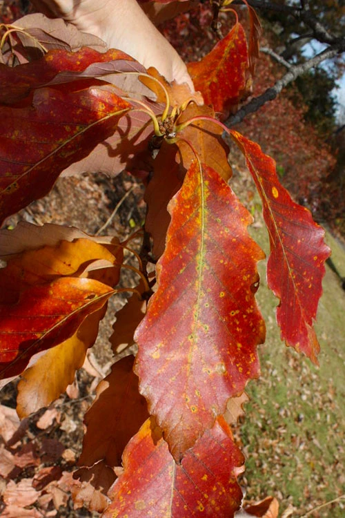 Chestnut Oak Tree (Quercus Prinus) - 3 Gallon Pot 6 Chestnut Oak Tree (Quercus Prinus) - 3 Gallon Pot - Image 6