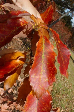 Chestnut Oak Tree (Quercus Prinus) - 3 Pack Of 1.5 Quart Pots -Wilson Bros Gardens quercus prinus northern chestnut oak leaves fall 2