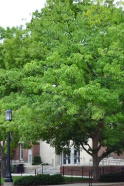 Chestnut Oak Tree (Quercus Prinus) - 3 Gallon Pot