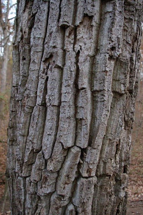 Chestnut Oak Tree (Quercus Prinus) - 1 Gallon Pot 8 Chestnut Oak Tree (Quercus Prinus) - 1 Gallon Pot - Image 8