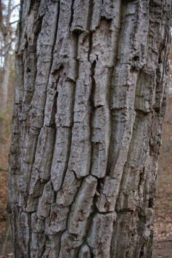 Chestnut Oak Tree (Quercus Prinus) - 3 Pack Of 1.5 Quart Pots -Wilson Bros Gardens quercus prinus northern chestnut oak tree bark 2