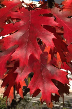 Northern Red Oak Tree (Quercus Rubra) - 3 Gallon Pot -Wilson Bros Gardens quercus rubra northern red oak tree 3