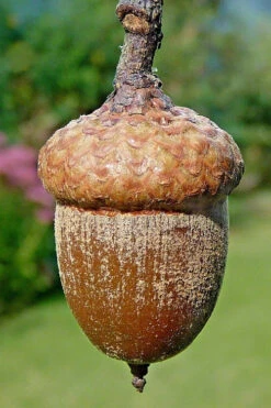 Northern Red Oak Tree (Quercus Rubra) - 3 Gallon Pot -Wilson Bros Gardens quercus rubra northern red oak tree 4