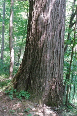 Northern Red Oak Tree (Quercus Rubra) - 3 Pack Of 1.5 Quart Pots -Wilson Bros Gardens quercus rubra northern red oak tree 5 1