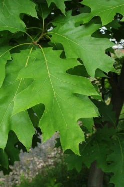 Northern Red Oak Tree (Quercus Rubra) - 3 Gallon Pot -Wilson Bros Gardens quercus rubra northern red oak tree 6