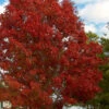 Shumard Red Oak Tree (Quercus Shumardii) - 5 Gallon Pot