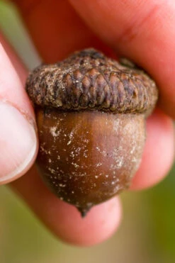 Shumard Red Oak Tree (Quercus Shumardii) - 5 Gallon Pot 13 Shumard Red Oak Tree (Quercus Shumardii) - 5 Gallon Pot -Wilson Bros Gardens quercus shumardii shumard red oak 5 1