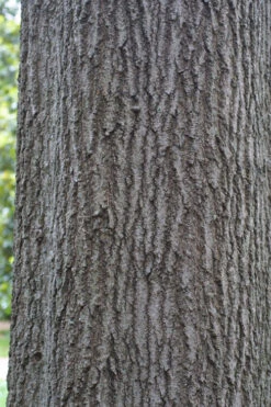 Shumard Red Oak Tree (Quercus Shumardii) - 3 Pack Of 1.5 Quart Pots -Wilson Bros Gardens quercus shumardii shumard red oak 6