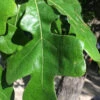 Post Oak Tree (Quercus Stellata) - 3 Gallon Pot