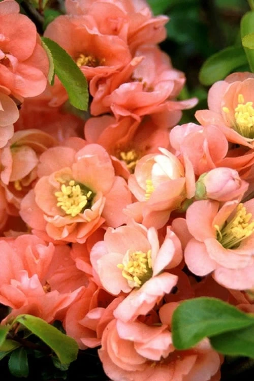 Cameo Flowering Quince - 1 Gallon Pot 4 Cameo Flowering Quince - 1 Gallon Pot - Image 4