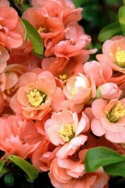 Cameo Flowering Quince - 2 Gallon Pot -Wilson Bros Gardens quince cameo bloom