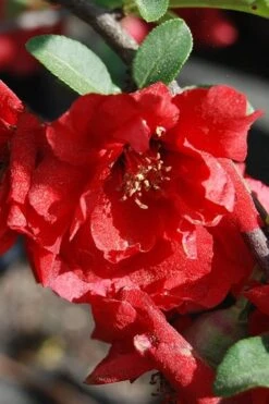 Iwai Nishiki Red Flowering Quince - 3 Gallon Pot -Wilson Bros Gardens quince iwai nishiki 2