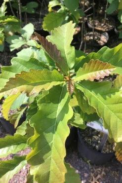 Chestnut Oak Tree (Quercus Prinus) - 3 Gallon Pot 11 Chestnut Oak Tree (Quercus Prinus) - 3 Gallon Pot -Wilson Bros Gardens qurcus prinus northern chestnut oak 1 2