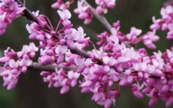 Eastern Redbud - 1 Gallon Pot 9 Eastern Redbud - 1 Gallon Pot -Wilson Bros Gardens redbud Eastern Tree Flowers 2