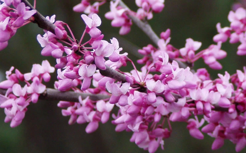 Eastern Redbud - 2 Gallon Pot 4 Eastern Redbud - 2 Gallon Pot - Image 4