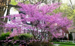 Eastern Redbud - 1 Gallon Pot 11 Eastern Redbud - 1 Gallon Pot -Wilson Bros Gardens redbud Eastern Tree In Bloom 2