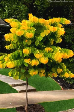 The Rising Sun Redbud Tree - 7 Gallon Pot (5-6') -Wilson Bros Gardens redbud rising sun 52 6