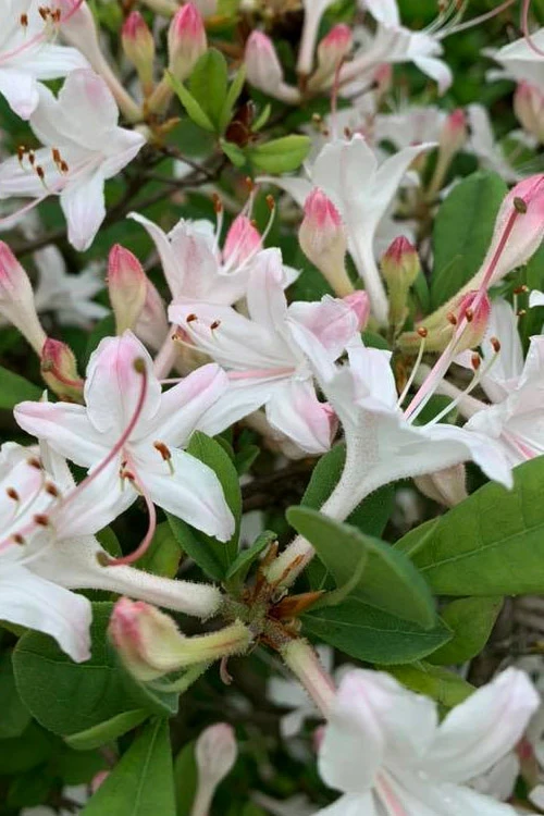 Snowbird Fragrant Coastal Azalea (Rhododendron Atlanticum) - 2 Gallon Pot 7 Snowbird Fragrant Coastal Azalea (Rhododendron Atlanticum) - 2 Gallon Pot - Image 7