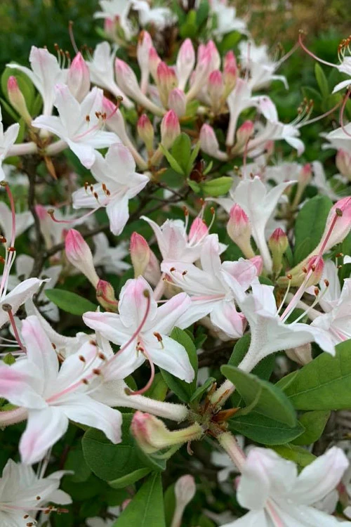 Snowbird Fragrant Coastal Azalea (Rhododendron Atlanticum) - 2 Gallon Pot 5 Snowbird Fragrant Coastal Azalea (Rhododendron Atlanticum) - 2 Gallon Pot - Image 5