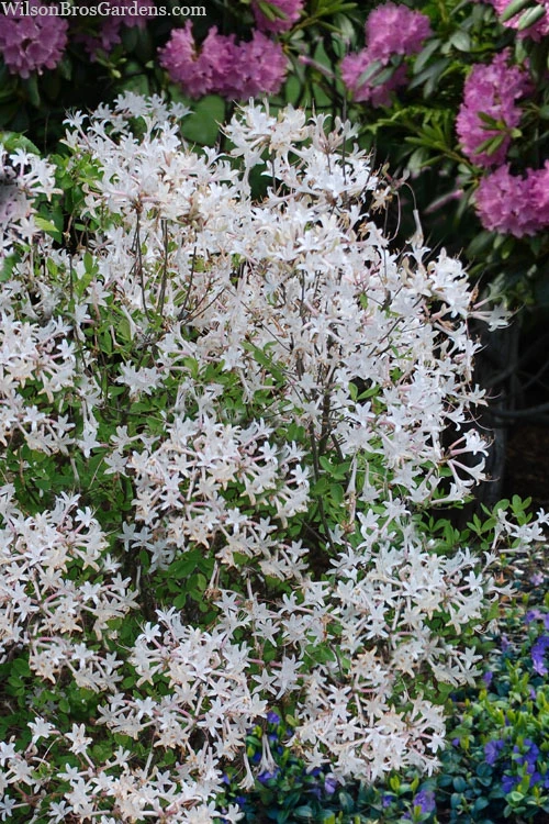 Snowbird Fragrant Coastal Azalea (Rhododendron Atlanticum) - 2 Gallon Pot 1 Snowbird Fragrant Coastal Azalea (Rhododendron Atlanticum) - 2 Gallon Pot