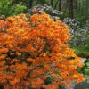 Andrew J. Boike Alabama Flame Native Azalea - 3 Gallon Pot