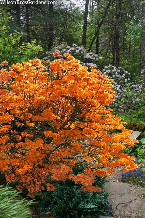 Andrew J. Boike Alabama Flame Native Azalea - 1 Gallon Pot 1 Andrew J. Boike Alabama Flame Native Azalea - 1 Gallon Pot
