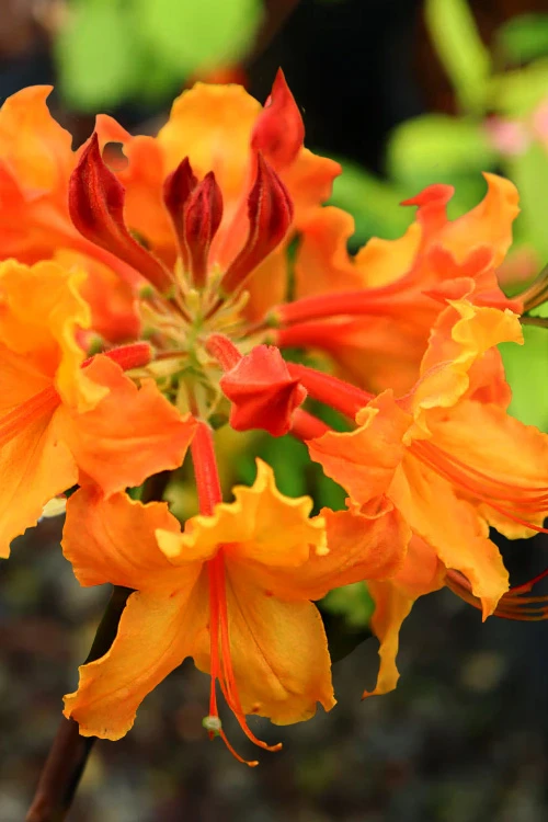 Andrew J. Boike Alabama Flame Native Azalea - 1 Gallon Pot 5 Andrew J. Boike Alabama Flame Native Azalea - 1 Gallon Pot - Image 5