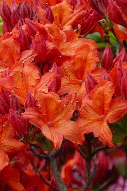 Mooshatanio Native Azalea (Rhododendron X Austrinum) - 3 Gallon Pot 1 Mooshatanio Native Azalea (Rhododendron X Austrinum) - 3 Gallon Pot