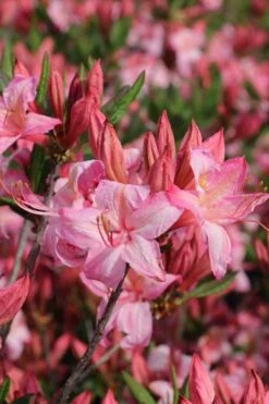 Candy Lights Cold Hardy Azalea (Rhododendron) - 3 Gallon Pot -Wilson Bros Gardens rhododendron candy lights azalea 10
