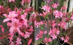 Candy Lights Cold Hardy Azalea (Rhododendron) - 3 Gallon Pot -Wilson Bros Gardens rhododendron candy lights azalea 11