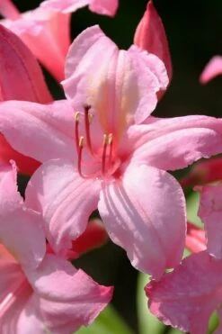 Candy Lights Cold Hardy Azalea (Rhododendron) - 3 Gallon Pot -Wilson Bros Gardens rhododendron candy lights azalea 7