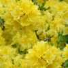 Lemon Lights Cold Hardy Azalea (Rhododendron) - 1 Gallon Pot