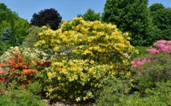 Lemon Lights Cold Hardy Azalea (Rhododendron) - 1 Gallon Pot -Wilson Bros Gardens rhododendron lemon lights azalea 4