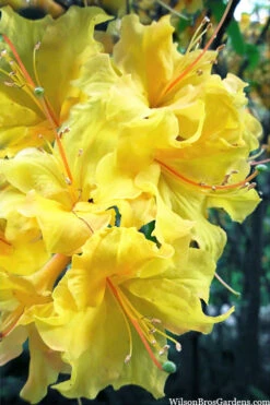 Lemon Lights Cold Hardy Azalea (Rhododendron) - 1 Gallon Pot -Wilson Bros Gardens rhododendron lemon lights azalea 6