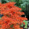 Pat Ryan Aromi Azalea (Rhododendron Hybrid) - 1 Gallon Pot