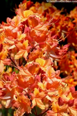 Tallulah Sunrise Native Azalea (Rhododendron) - 1 Gallon Pot 13 Tallulah Sunrise Native Azalea (Rhododendron) - 1 Gallon Pot -Wilson Bros Gardens rhododendron tallulah sunrise native azalea 102