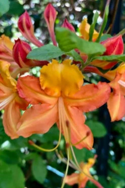 Verdie Sommerville Azalea (Rhododendron) - 1 Gallon Pot -Wilson Bros Gardens rhododendron verdie sommerville azalea 1