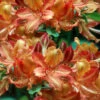 Verdie Sommerville Azalea (Rhododendron) - 1 Gallon Pot