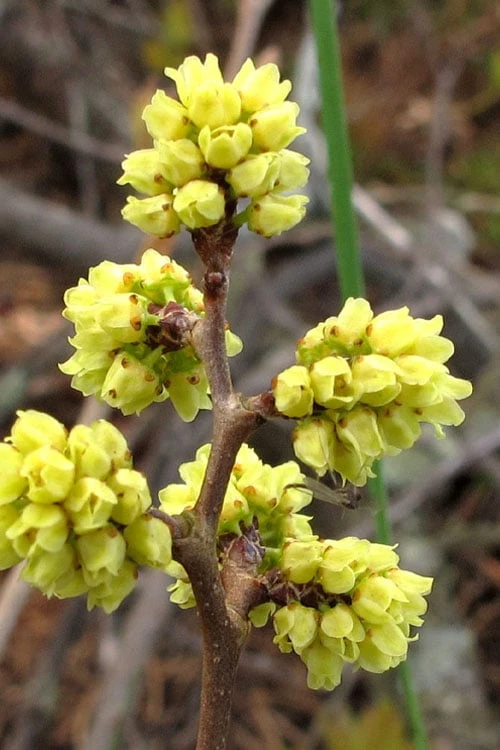 Fragrant Sumac (Rhus Aromatica) - 1 Gallon Pot 1 Fragrant Sumac (Rhus Aromatica) - 1 Gallon Pot