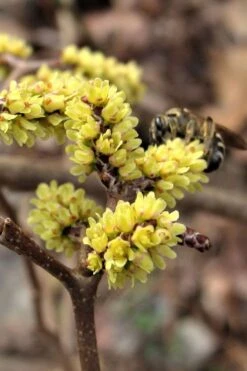 Fragrant Sumac (Rhus Aromatica) - 1 Gallon Pot 17 Fragrant Sumac (Rhus Aromatica) - 1 Gallon Pot -Wilson Bros Gardens rhus aromatica fragrant sumac 2