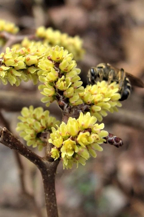 Fragrant Sumac (Rhus Aromatica) - 1 Gallon Pot 9 Fragrant Sumac (Rhus Aromatica) - 1 Gallon Pot - Image 9