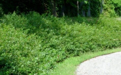 Fragrant Sumac (Rhus Aromatica) - 1 Gallon Pot -Wilson Bros Gardens rhus aromatica fragrant sumac 7 2