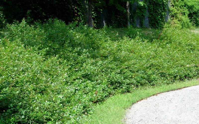 Fragrant Sumac (Rhus Aromatica) - 1 Gallon Pot 8 Fragrant Sumac (Rhus Aromatica) - 1 Gallon Pot - Image 8