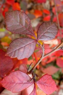 Fragrant Sumac (Rhus Aromatica) - 1 Gallon Pot 15 Fragrant Sumac (Rhus Aromatica) - 1 Gallon Pot -Wilson Bros Gardens rhus aromatica fragrant sumac 8
