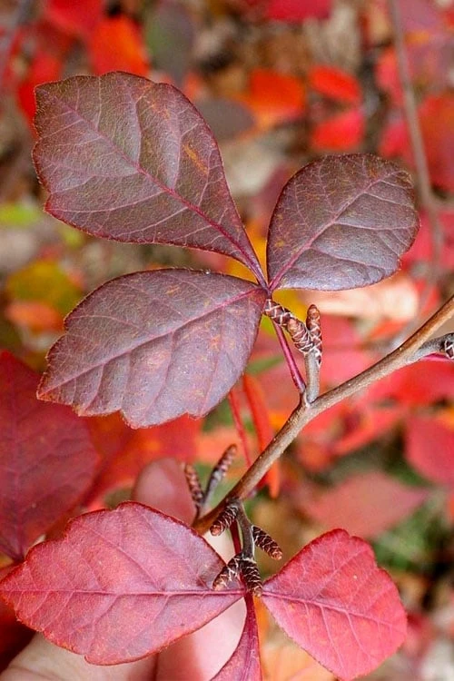 Fragrant Sumac (Rhus Aromatica) - 1 Gallon Pot 7 Fragrant Sumac (Rhus Aromatica) - 1 Gallon Pot - Image 7